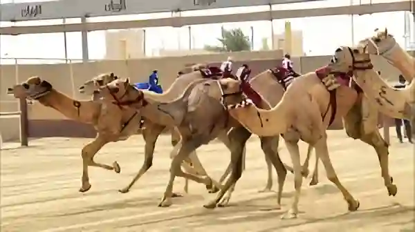 انطلاق كأس وزارة الرياضة للهجن