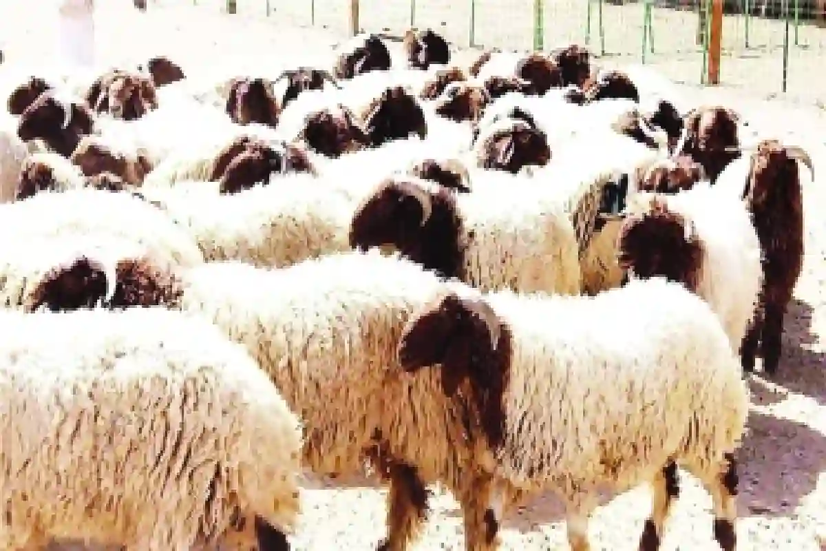 أسعار الأغنام في السعودية.