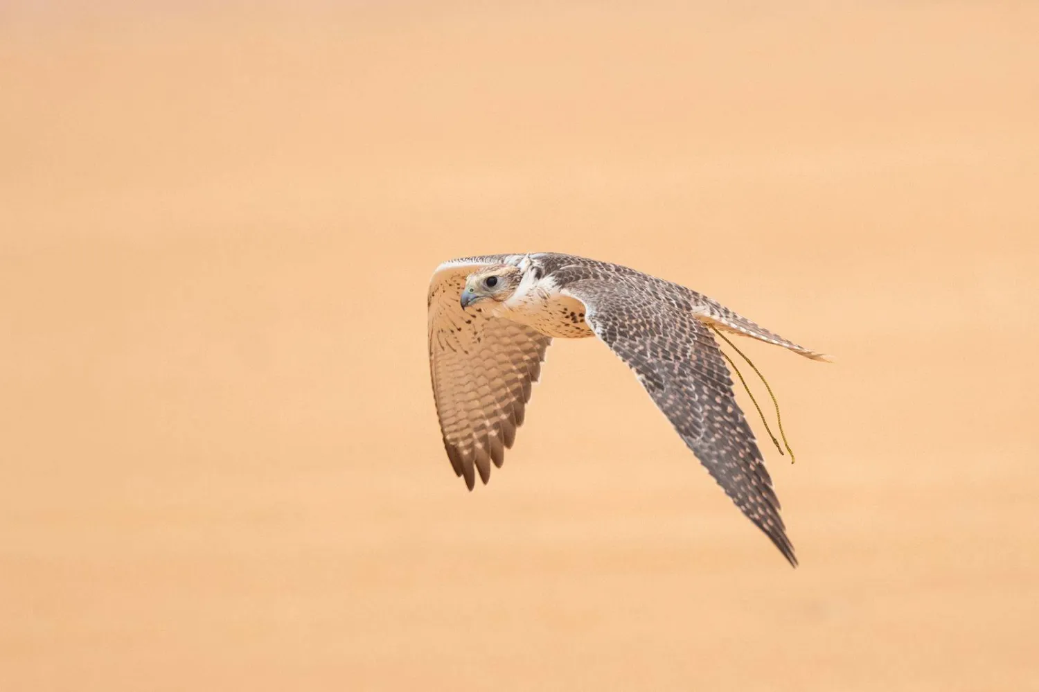 نادي الصقور السعودي