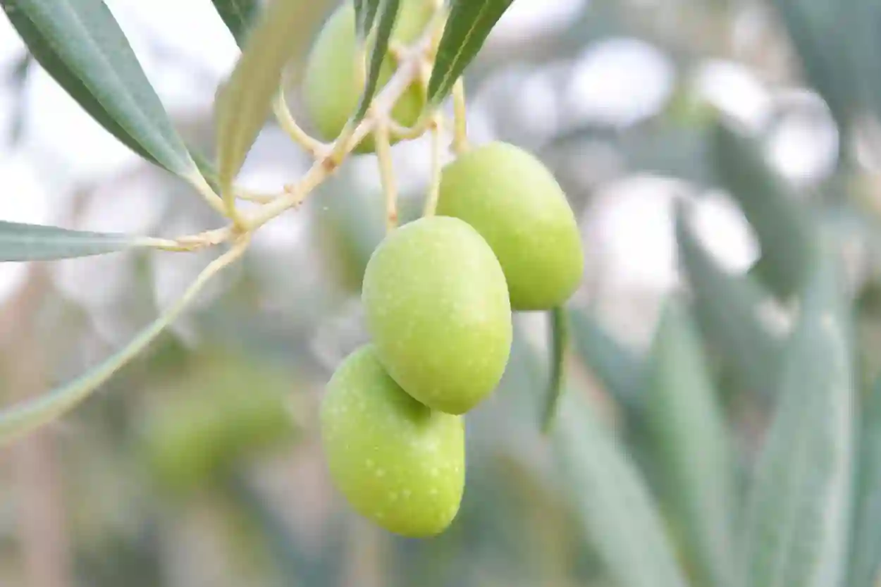 معاصر الزيتون بتبوك